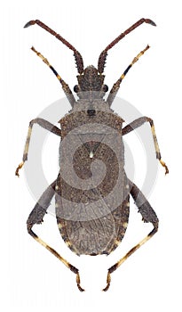 Bug Bothrostethus annulipes
