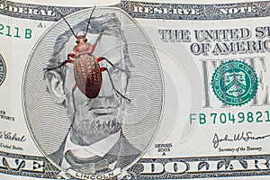 Bug on bucks. Ground beetle on a five-dollar bill. Money beetle