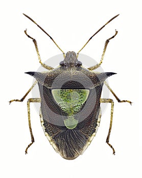 Bug Carbula scutellata