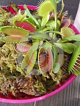 Bug catching Venus fly trap plant