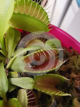 Bug catching Venus fly trap plant