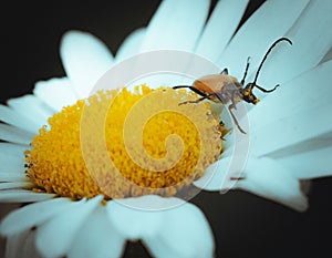 a bug is on the center of a white daisy blossom