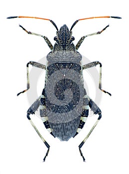 Bug Ceraleptus gracilicornis