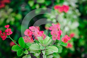 Bug on Christ thorn flowers, bug on pink flowers