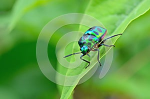 Bug (Chrysocoris stollii) in nature