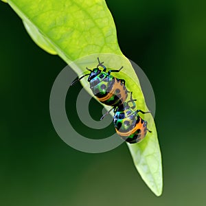 Bug (Chrysocoris stollii) in nature