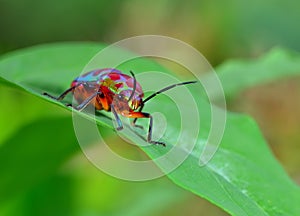 Bug (Chrysocoris stollii) in nature