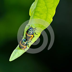 Bug (Chrysocoris stollii) in nature