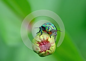 Bug (Chrysocoris stollii) in nature