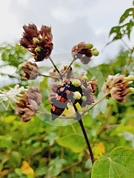 Bug collect pollen Pinna flower