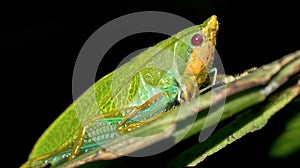 Bug, Corcovado National Park, Costa Rica, America