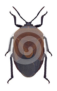 Bug Coridius viduatus