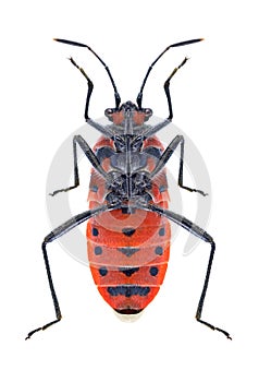 Bug Corizus hyoscyami underside