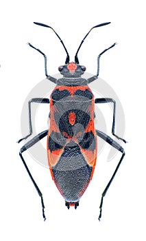 Bug Corizus hyoscyami