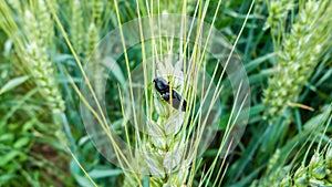 Bug on corn-ear photo