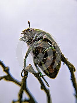 bug cotinis mutalibis on a leaf
