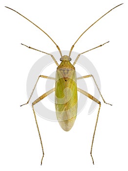 Bug, Creontiades pallidus