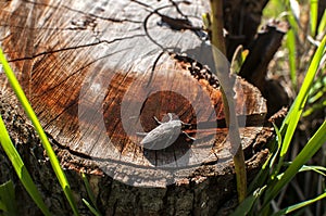 Bug on cut old oak tree log