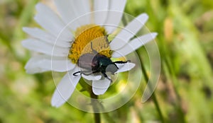 Bug on the daisy flower. Slovakia