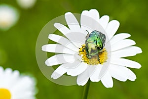 Green shiny flower chafer beetle on daisy, Cetonia aurata