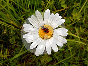 Bug on daisywheel