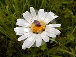 Bug on daisywheel