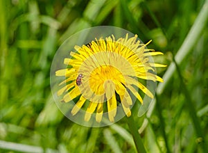 Bug on a dandelion