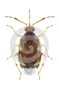 Bug Deraeocoris lutescens