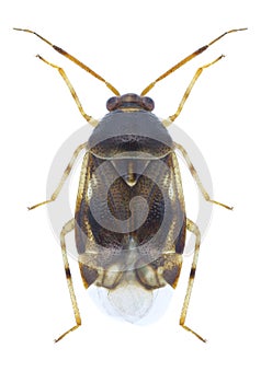 Bug Deraeocoris lutescens