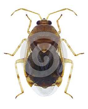 Bug Deraeocoris lutescens