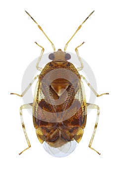 Bug Deraeocoris lutescens