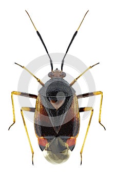 Bug Deraeocoris ruber