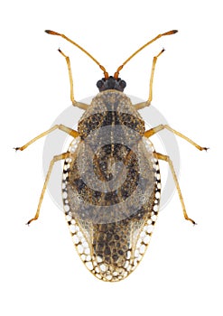 Bug Dictyla humuli
