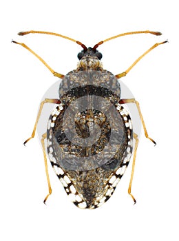 Bug Dictyla rotundata
