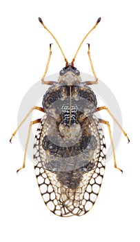 Bug Dictyla rotundata