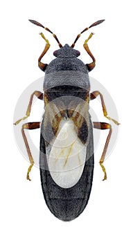 Bug Dimorphopterus spinolae