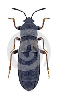 Bug Dimorphopterus spinolae