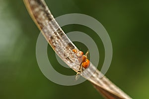 Bug on dry leaf