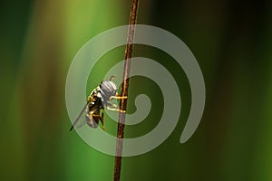 Bug on dry leaf, background style