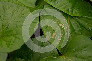 Bug eat vegetable leaf at home garden