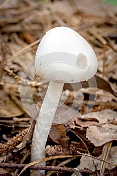 Bug eaten mushroom in an Alabama swamp