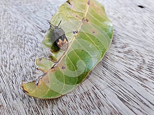 Bug Eating Fallen Mango Leaf