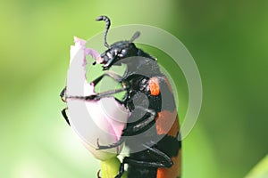 Bug eating flower in a garden