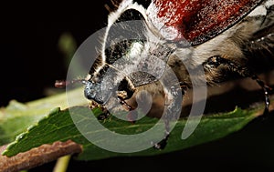 A bug is eating a leaf