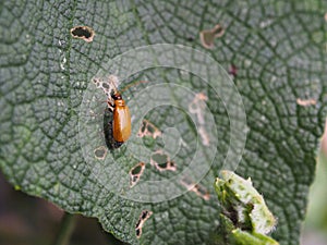 Bug eating leaf