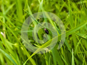 Bug Ectobiidae Blattodea Closeup Green Grass Macro