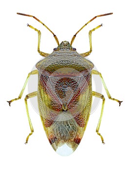 Bug Elasmostethus interstinctus