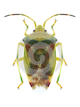 Bug Elasmostethus interstinctus