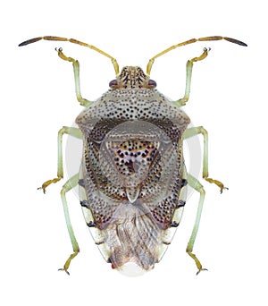 Bug Elasmucha grisea