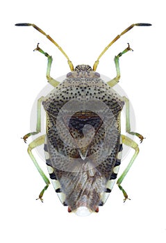 Bug Elasmucha grisea